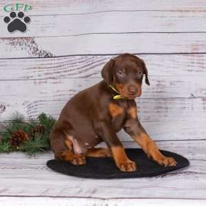 Janae, Doberman Pinscher Puppy